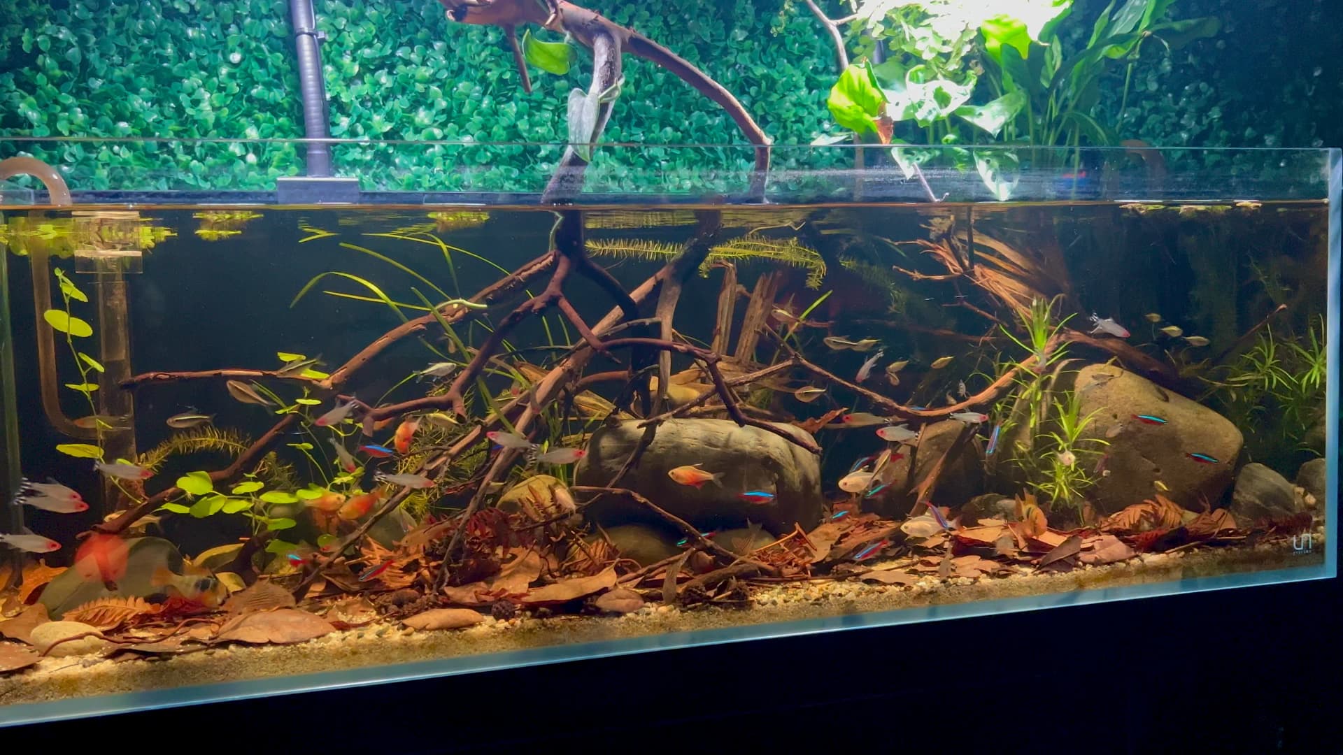 biotope aquarium