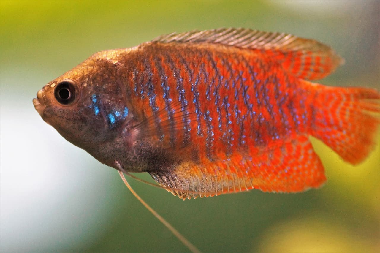 dwarf gourami