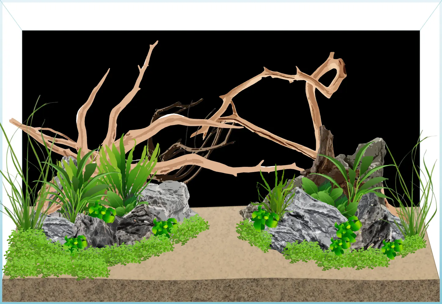 midground plants