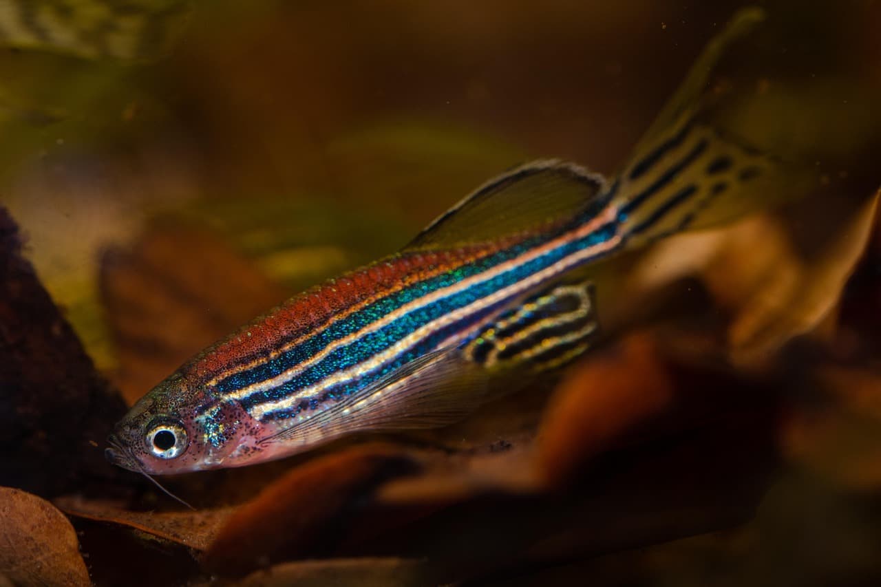 danio
