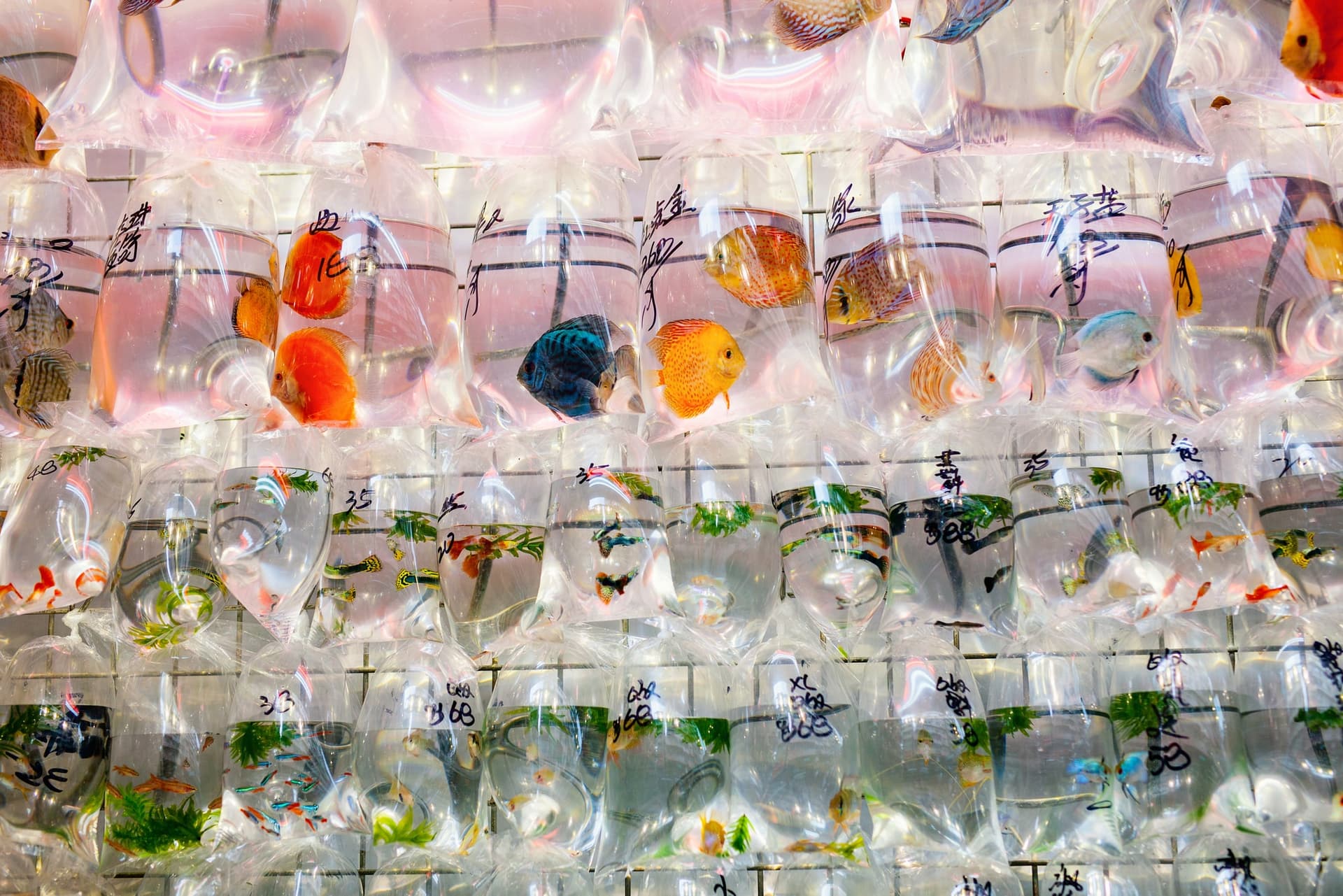 fish suspended in bags