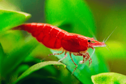 Red Cherry Shrimp